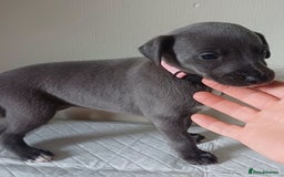Whippet dogs for sale:  WHIPPET BABY'S (not kc reg) - Image 8