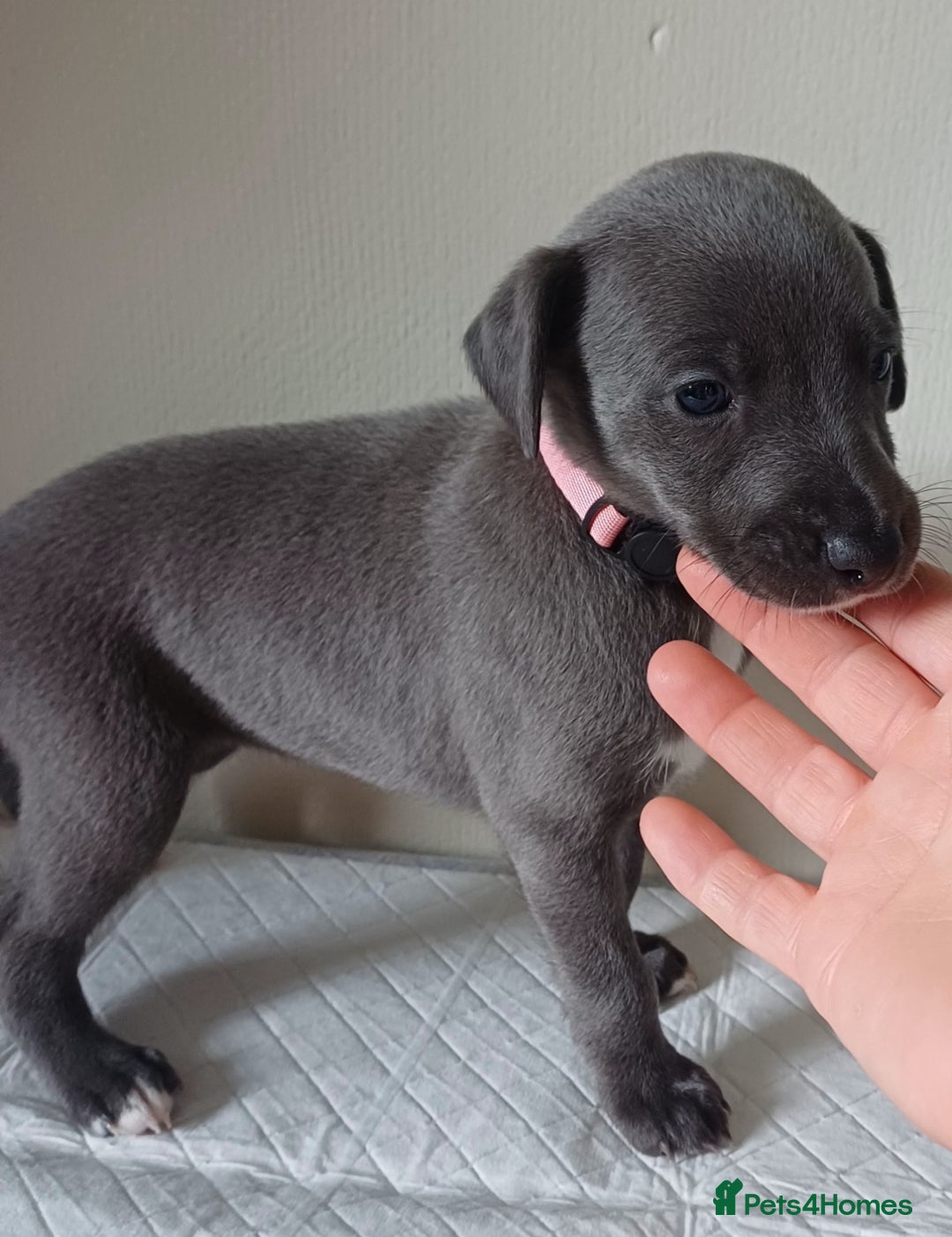Whippet dogs for sale:  WHIPPET BABY'S (not kc reg) - Image 8