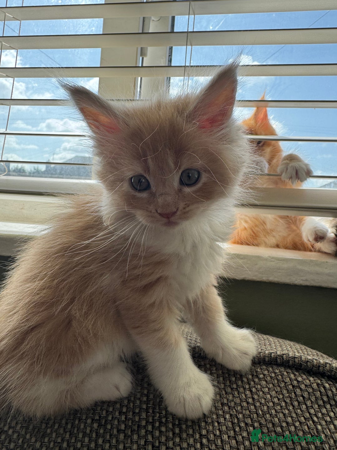 Maine Coon cats for sale: Xl Beautiful Mainecoon kittens for sale - Image 5