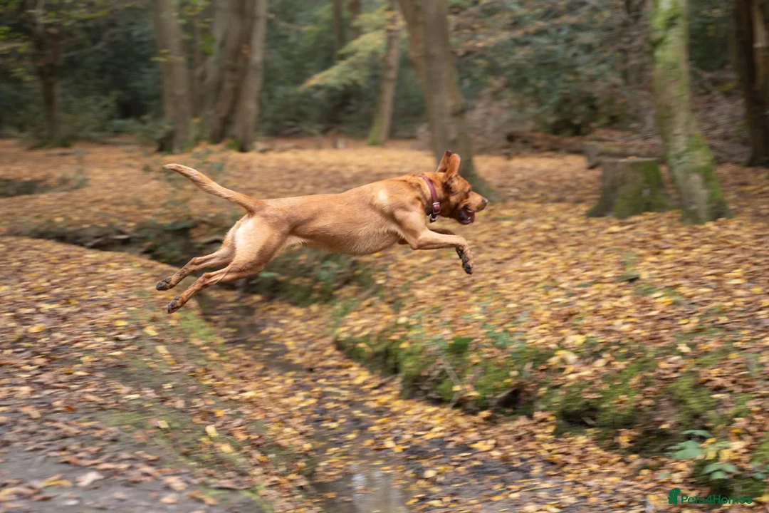 Labrador Retriever dogs for stud: Stud for sale  in London - Advert 2