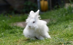 Mixed Breed rabbits for sale: 6 Month Old Lionhead x Angora Does - Image 9