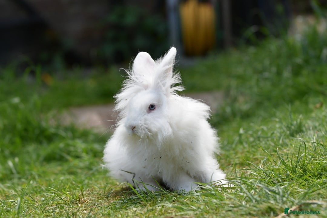 Mixed Breed rabbits for sale: 6 Month Old Lionhead x Angora Does - Image 9