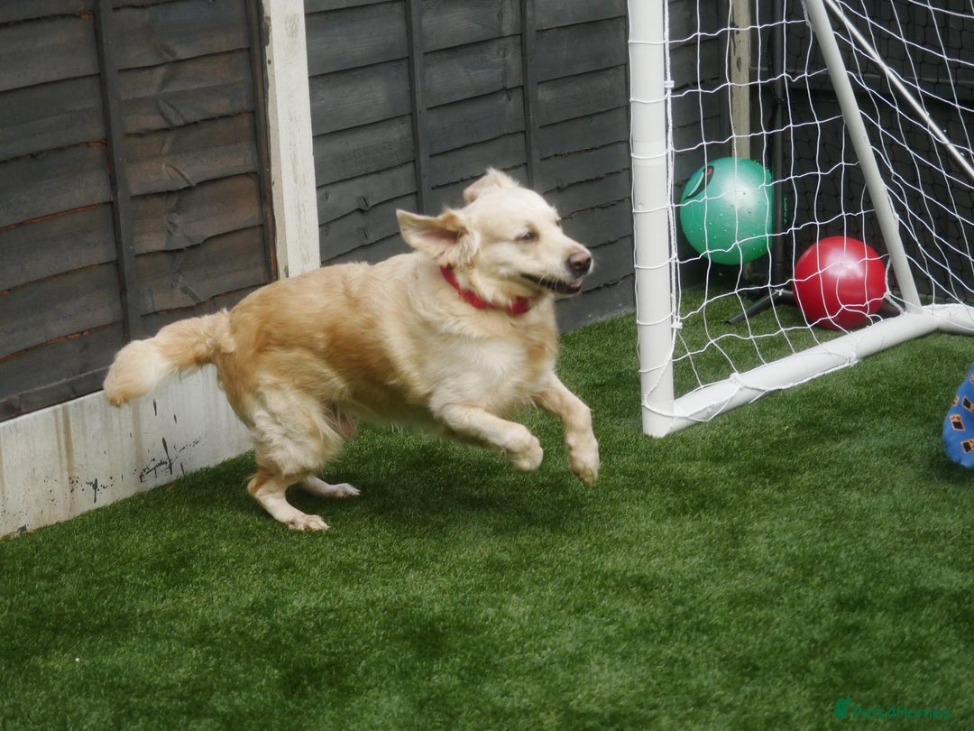 Golden Retriever dogs for stud: Stunning Golden Retriever for Stud –  meet Sammy - Image 9