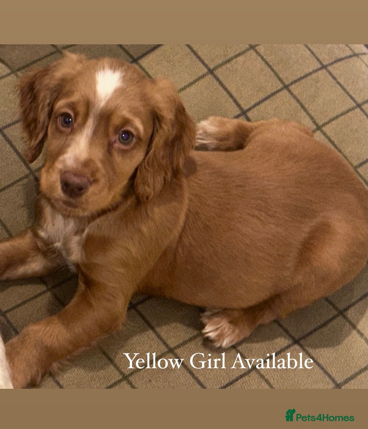 Cocker Spaniel dogs Beautiful Working Cocker Spaniels WF9 1ET  - Advert 5