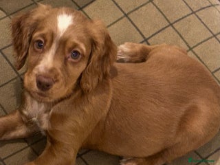 Cocker Spaniel dogs Beautiful Working Cocker Spaniels WF9 1ET - Advert 16