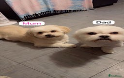 Mixed Breed dogs for sale: GIRL PUPPY LEFT FOR SALE🤍 - Image 5