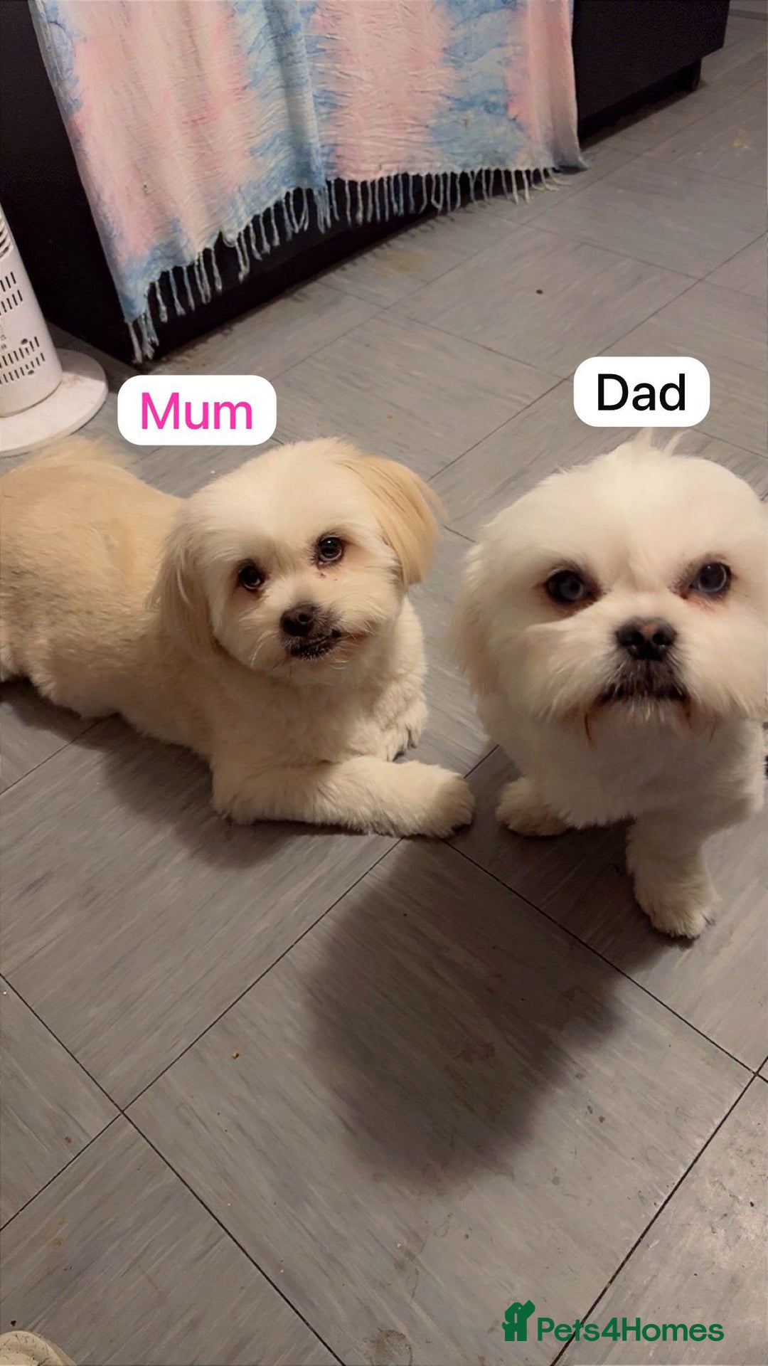 Mixed Breed dogs for sale: GIRL PUPPY LEFT FOR SALE🤍 - Image 5