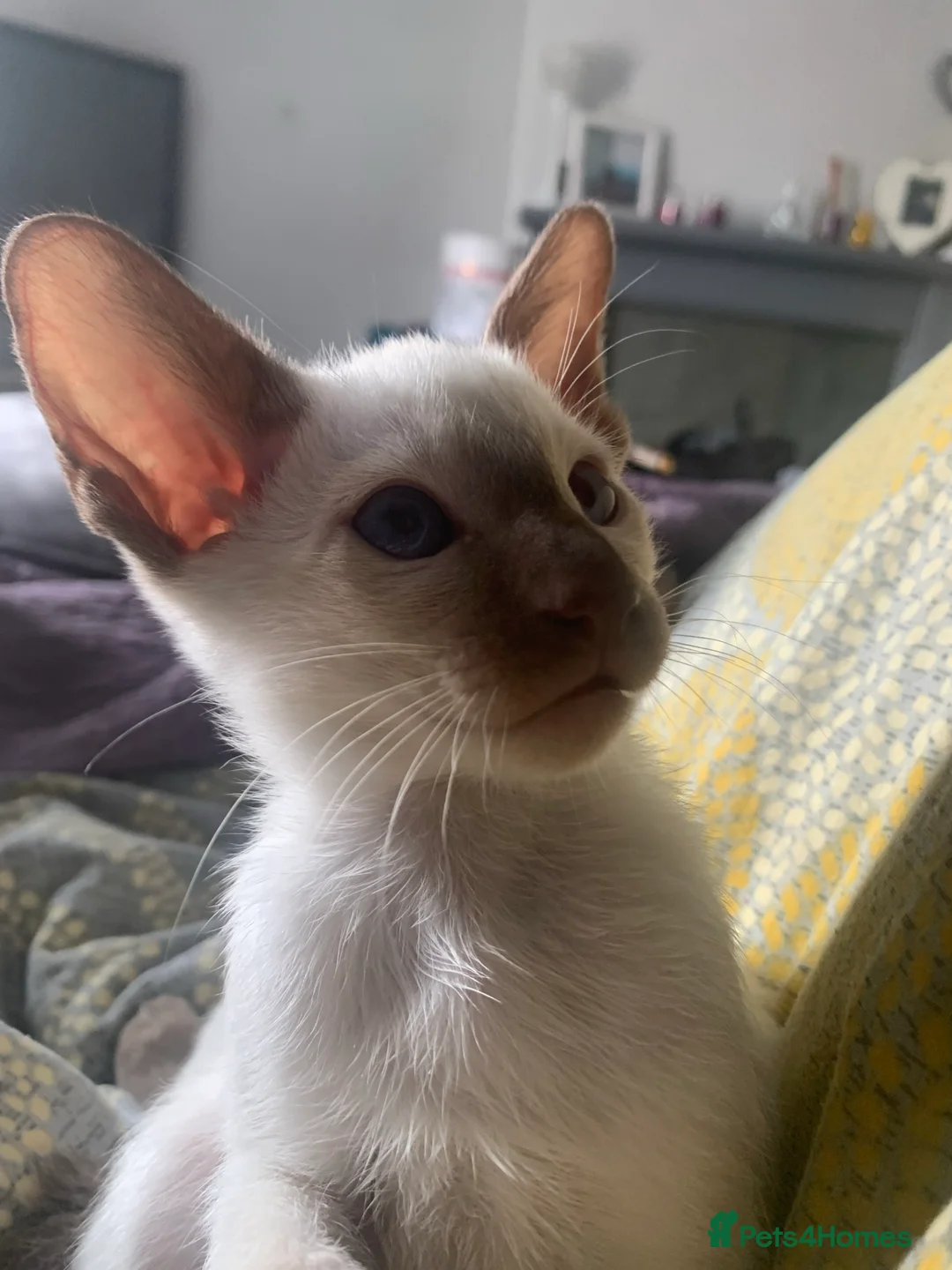 Siamese cats for stud: Traditional chocolate point Siamese stud in Bradford - Advert 9