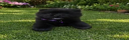 Chow Chow dogs for sale: Puppies chows looking for their forever homes. - Advert 8