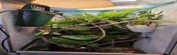 Chameleon reptiles for sale: Male and female yemen chameleon  - Advert 5