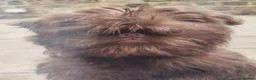 Griffon Bruxellois dogs for sale: Chocolate male - Advert 8