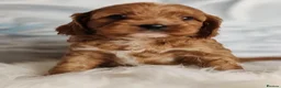 Cavapoo dogs for sale:  Beautiful Cavapoo  - Advert 8