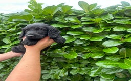 Cocker Spaniel dogs for sale: Beautiful litter of working cocker spaniel puppy’s - Image 4