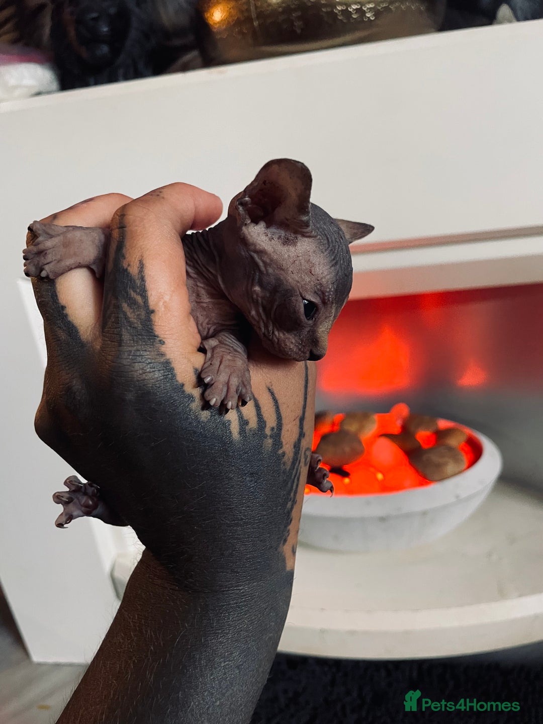 Sphynx cats for sale: Stunning Canadian sphynx kittens - Image 12