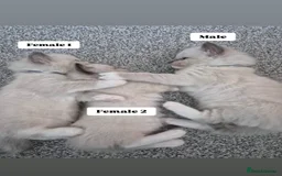 Ragdoll cats for sale: Purebred Ragdoll Kittens Looking for Forever Homes - Image 6