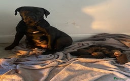 Presa Canario dogs for sale: 5 month old presa canario pup Milo - Image 9