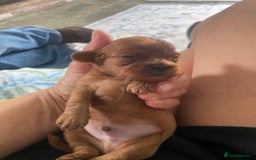Cavapoo dogs for sale: Beautiful Tiny Cavapoos  - Image 19