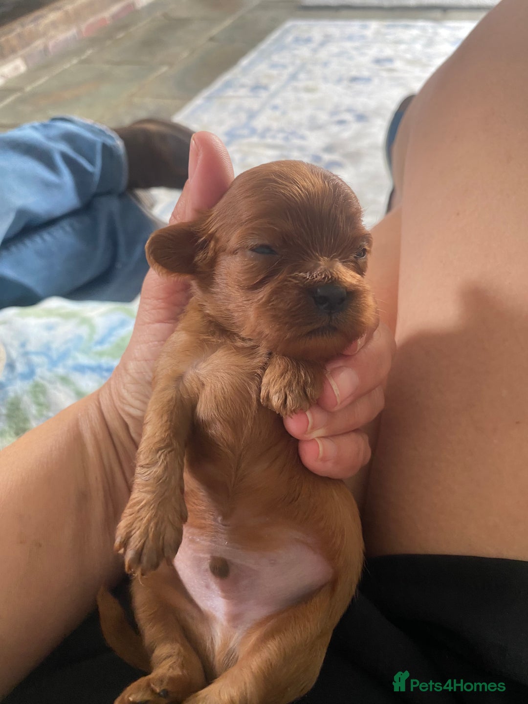 Cavapoo dogs for sale: Beautiful Tiny Cavapoos  - Image 19