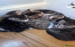 American Shorthair cats for sale: 🐾 Adorable American Shorthair Kittens! 🐾 - Image 2