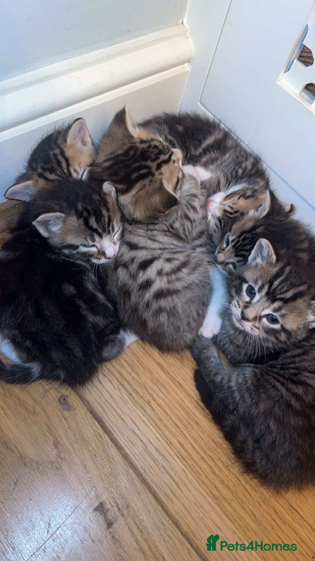 American Shorthair cats for sale: 🐾 Adorable American Shorthair Kittens! 🐾 - Image 2