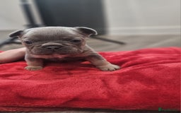 French Bulldog dogs for sale: ⭐️⭐️⭐️⭐️litter of 6 Beautiful french bulldogs 😍🏠 in Southampton - Image 12