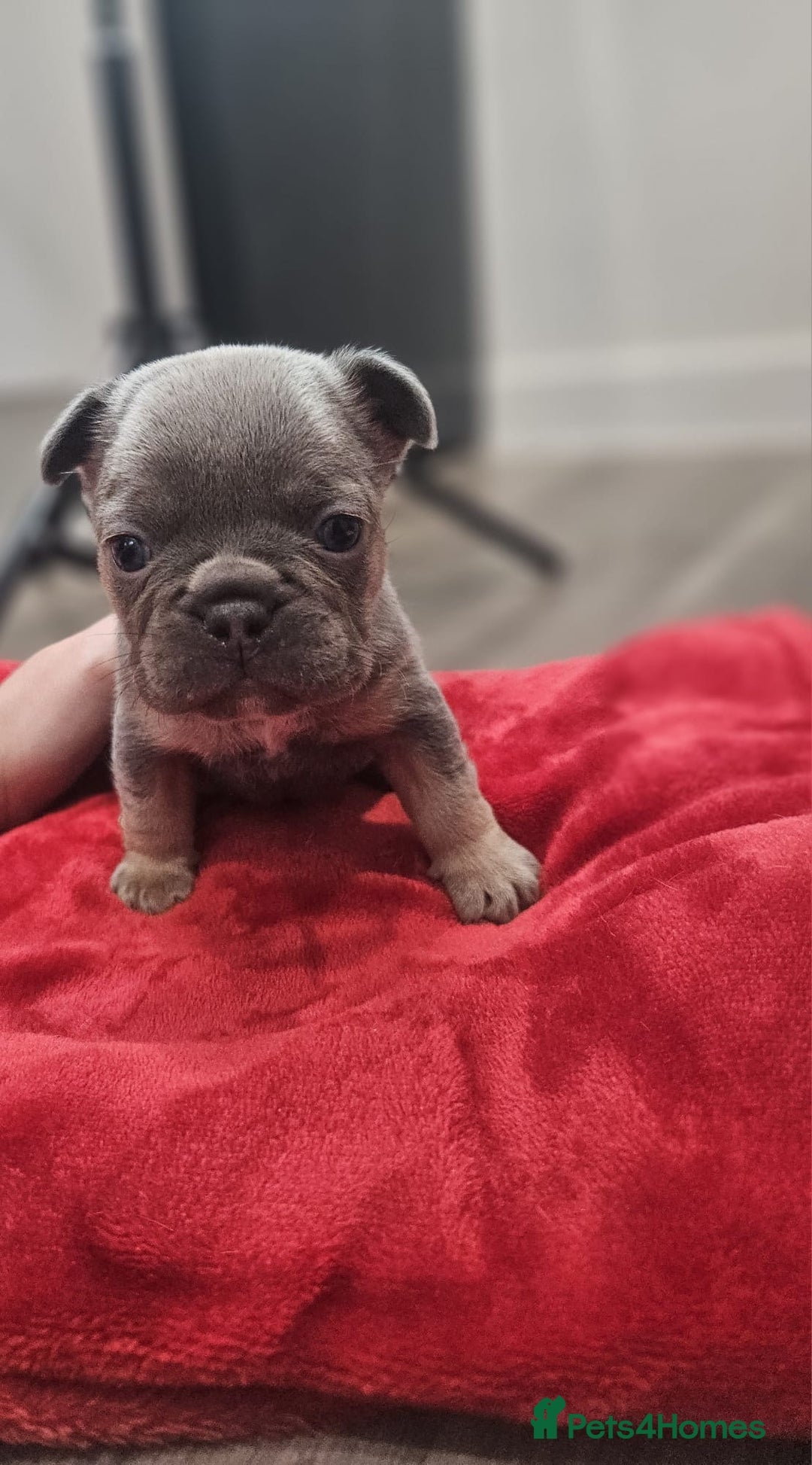 French Bulldog dogs for sale: ⭐️⭐️⭐️⭐️litter of 6 Beautiful french bulldogs 😍🏠 in Southampton - Image 12