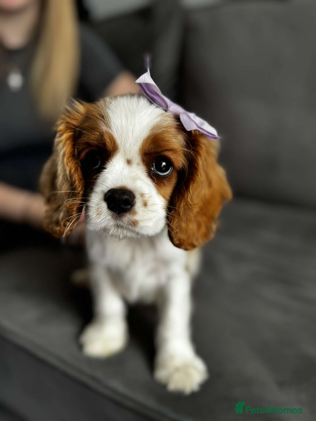 Cavalier King Charles Spaniel dogs for sale: Beautiful King Charles cavalier puppy’s  in Sunderland - Image 1