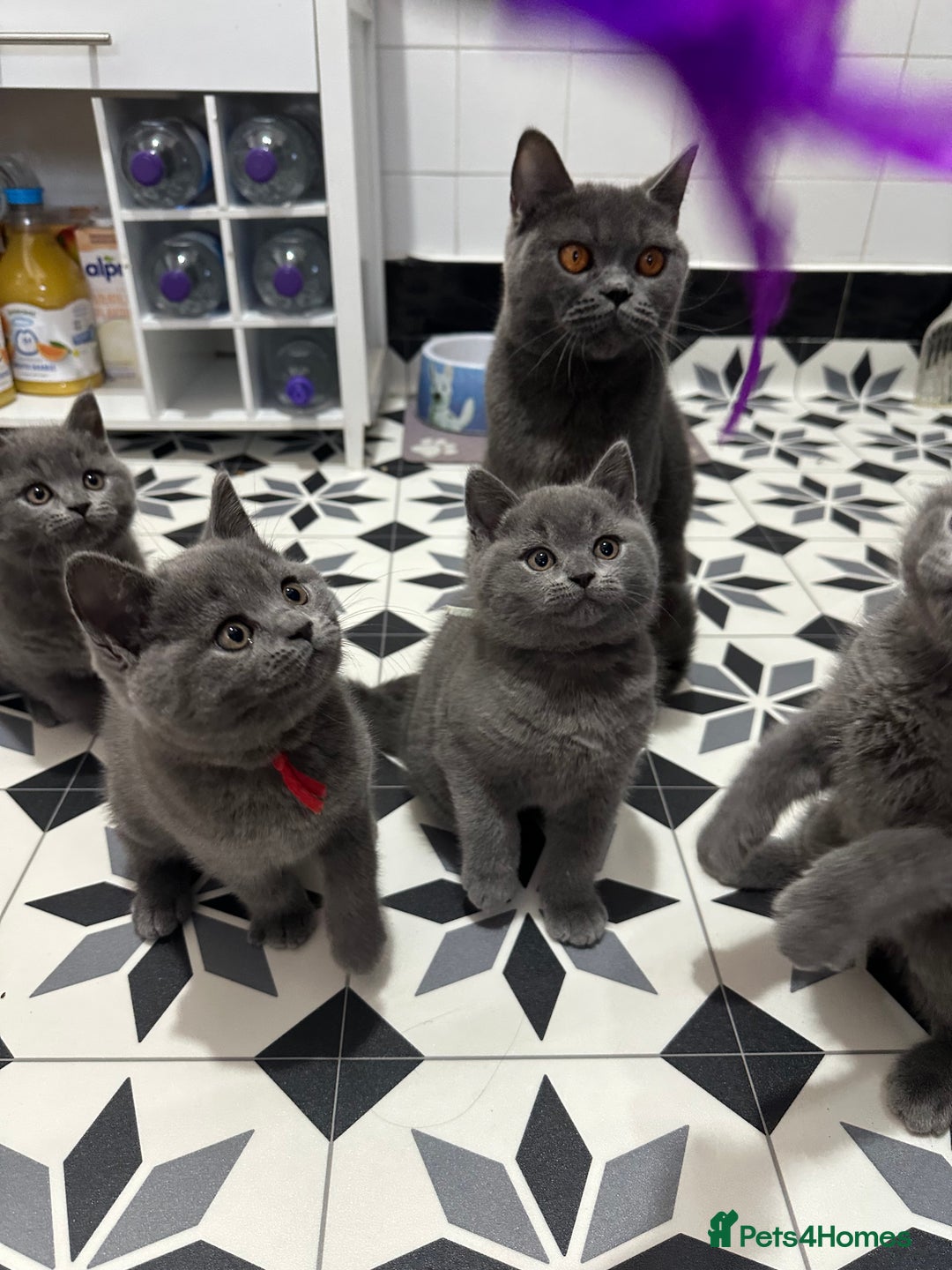 British Shorthair cats for sale: British short hair kittens - Advert 5