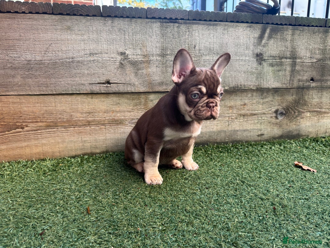 French Bulldog dogs for sale: 1 female available  READY TO LEAVE,   - Image 16
