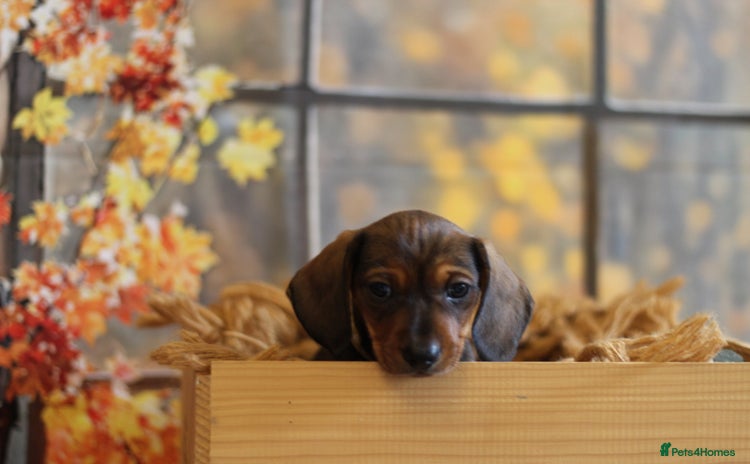 Miniature Dachshund dogs - Advert 14