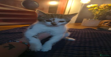 British Shorthair cats - Advert 14