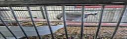 Parrots birds for sale: 3 x african greys - Advert 2