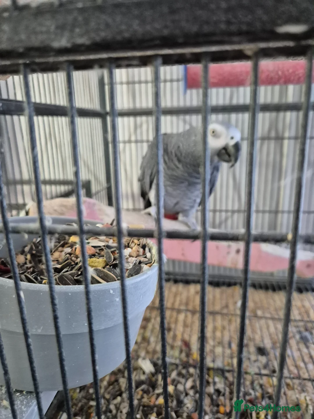 Parrots birds for sale: 3 x african greys - Advert 2