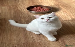 British Longhair cats for sale: Gorgeous British Longhair & Shorthair Kittens - Image 3