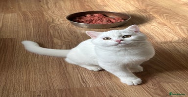 British Longhair cats - Advert 4