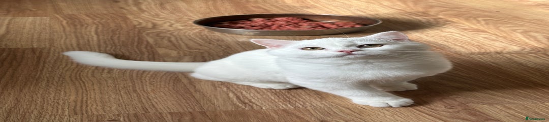 British Longhair Kitten 4
