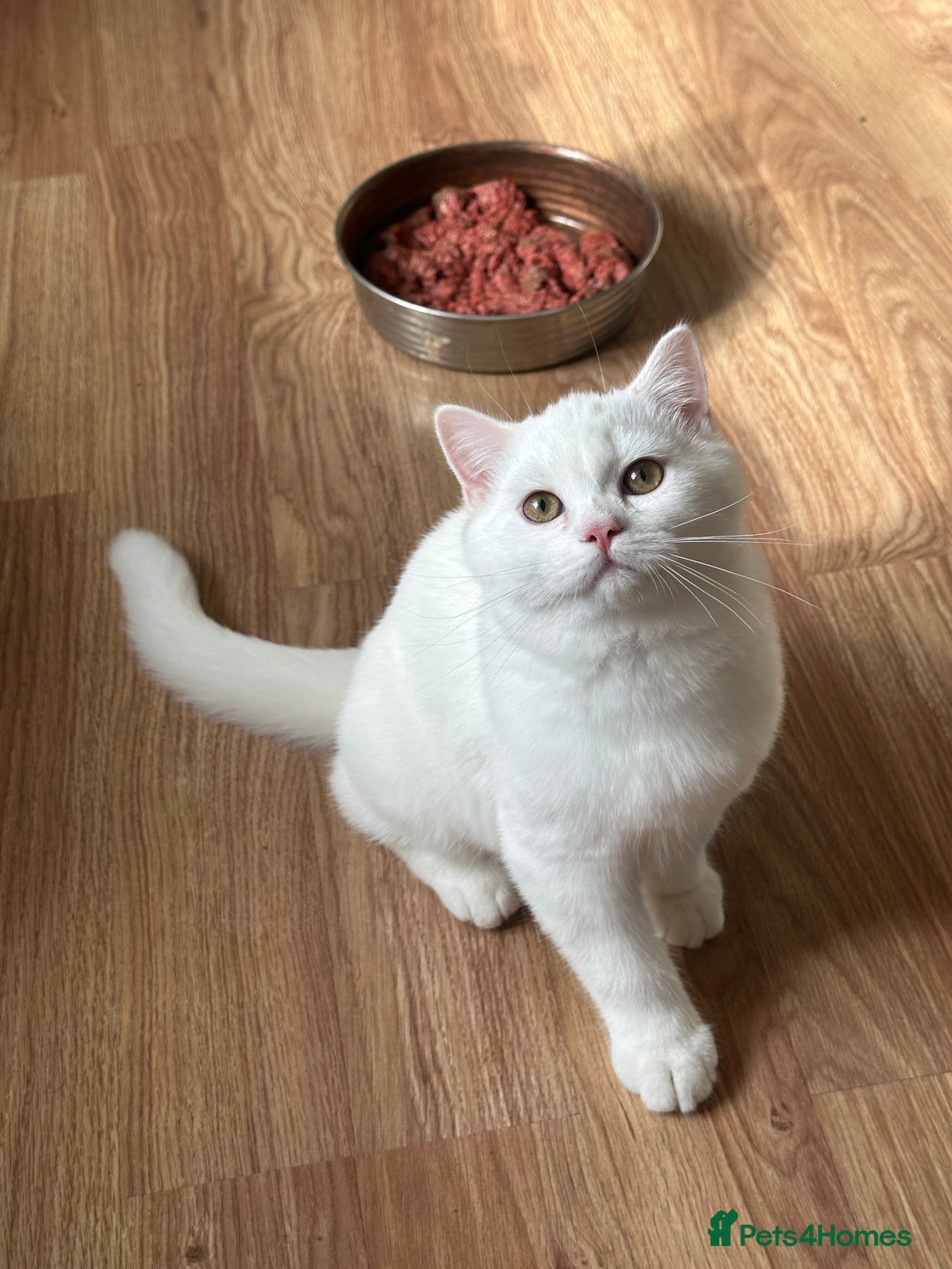 British Longhair cats for sale: Gorgeous British Longhair & Shorthair Kittens - Image 3