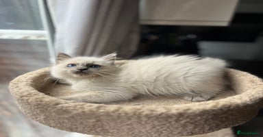 Ragdoll cats Gccf ragdoll kittens  - Advert 7