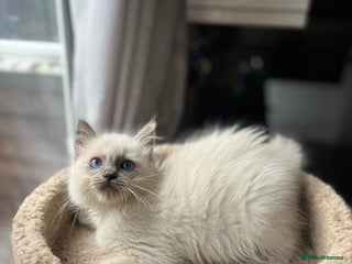 Ragdoll cats Gccf ragdoll kittens - Advert 10