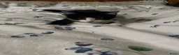 Mixed Breed cats for sale: Rehoming gorgeous boy  - Advert 3
