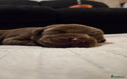 Labrador Retriever dogs for sale: Beautiful pedigree labrador puppies  - Image 30