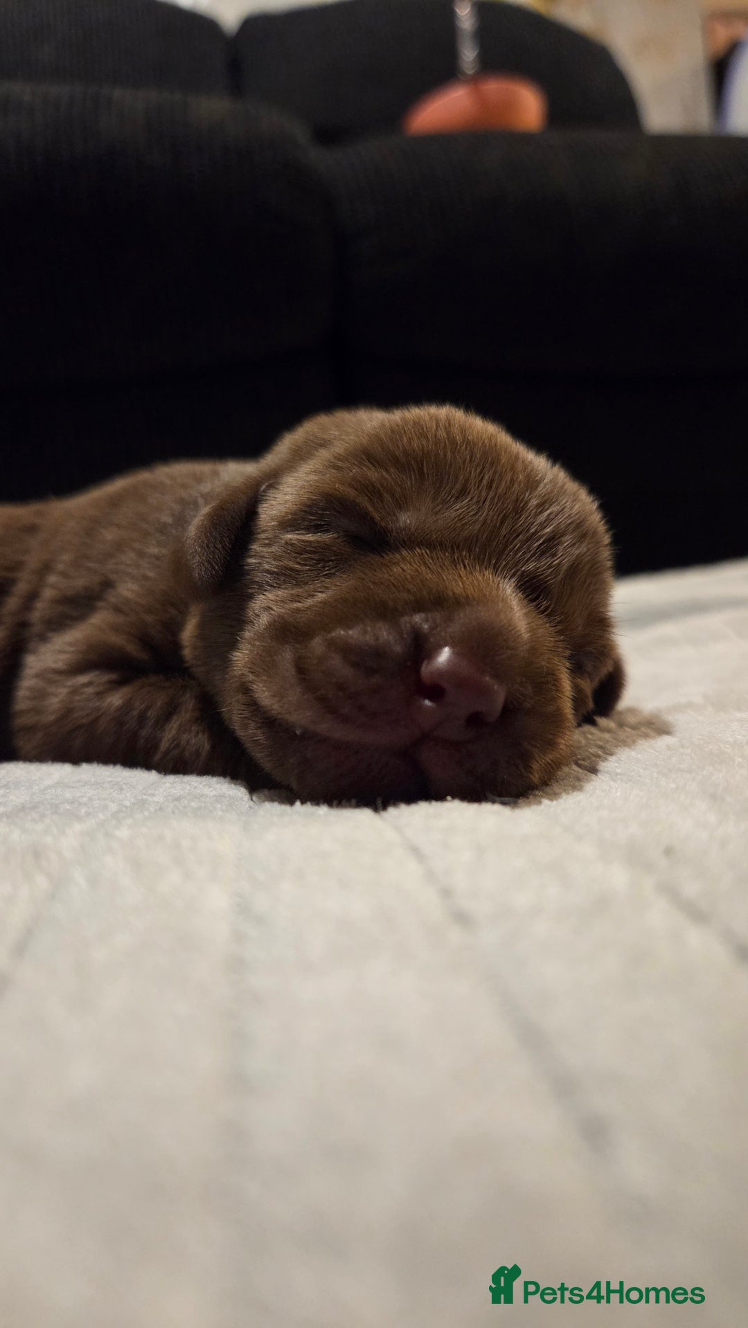 Labrador Retriever dogs for sale: Beautiful pedigree labrador puppies  - Image 30