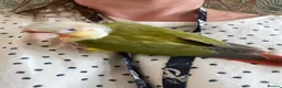 Conures birds for sale: Silly tame hand reared conour baby  - Advert 3