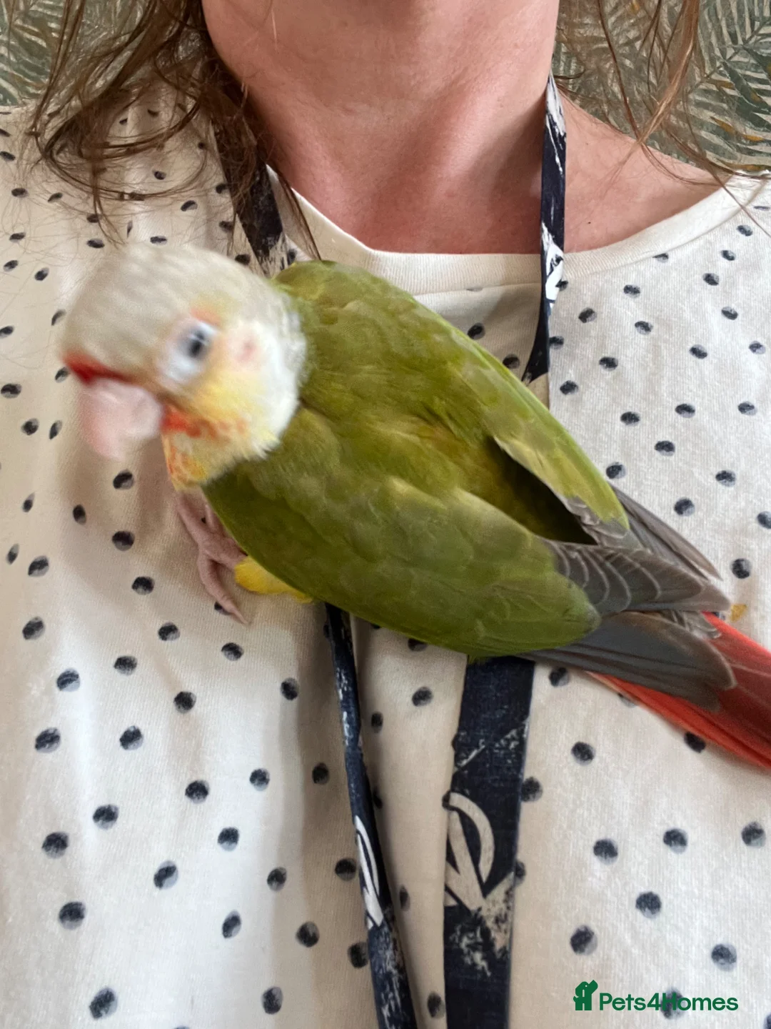 Conures birds for sale: Silly tame hand reared conour baby  - Advert 3