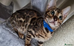 Bengal cats for sale: Last one😍Pure Bengal kittens❤️Ready to go😍 - Image 36