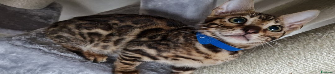 Bengal Kitten 1