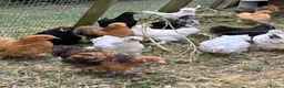 Chickens poultry for sale: Pekin Bantam  in Bury Saint Edmunds - Advert 1