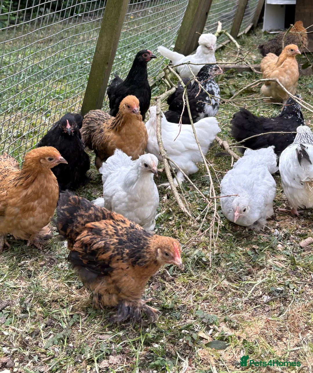 Chickens poultry for sale: Pekin Bantam  in Bury Saint Edmunds - Advert 1