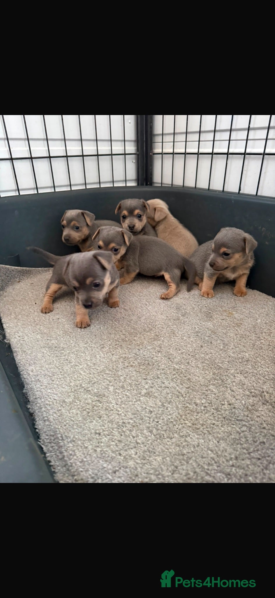 Jack Russell dogs Blue and tan + lilac and tan mini Jack Russell  - Advert 2