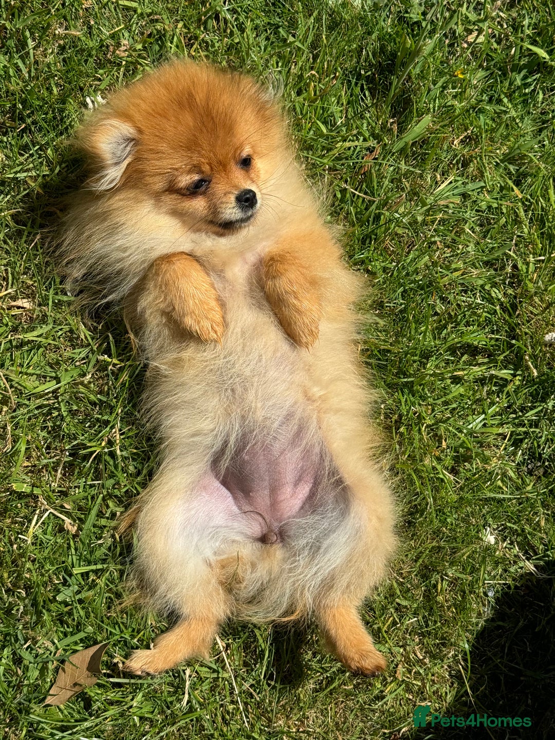 Pomeranian dogs for sale: Biscoff  - Advert 8